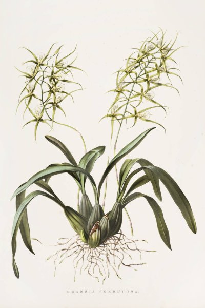 Brassia Verrucosa  by James Bateman - Hand-Painted Oil Painting Reproduction