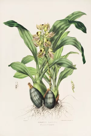 Catasetum Maculatum Oil painting by James Bateman