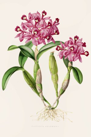 Cattleya Skinneri by James Bateman Oil Painting
