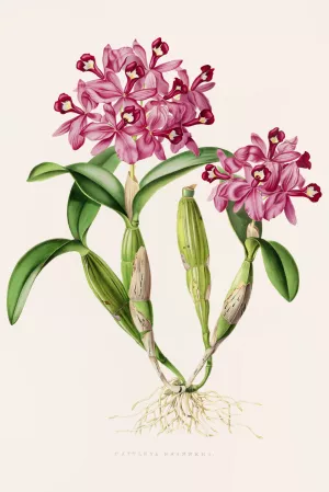 Cattleya Skinneri by James Bateman Oil Painting