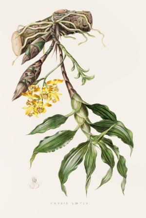 Chysis Loevis by James Bateman Oil Painting