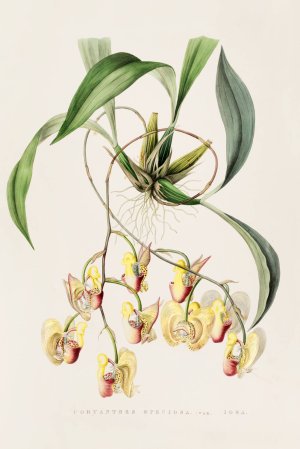 Coryanthes Speciosa by James Bateman Oil Painting