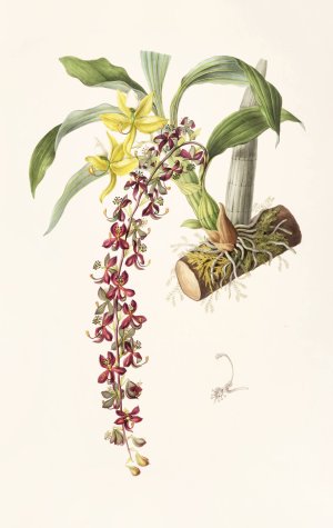 Cycnoches Egertonianum by James Bateman Oil Painting