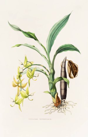 Cycnoches Ventricosum by James Bateman Oil Painting
