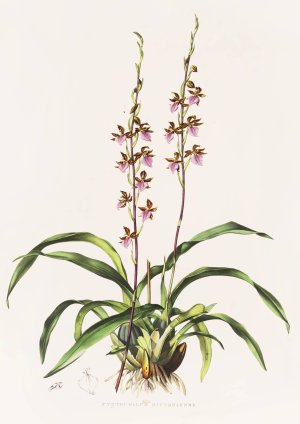 Cyrtochilum Bictoniense by James Bateman Oil Painting