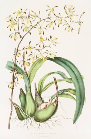 Epidendrum Alatum by James Bateman Oil Painting