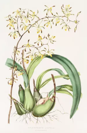 Epidendrum Alatum by James Bateman Oil Painting