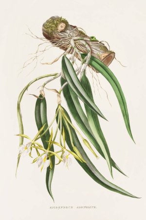 Epidendrum Aloifolium by James Bateman Oil Painting