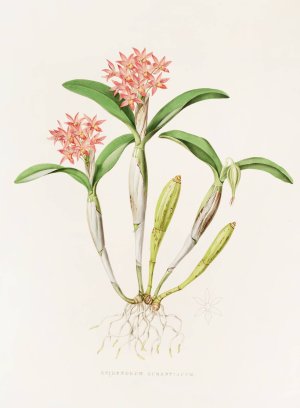 Epidendrum Aurantiacum by James Bateman Oil Painting