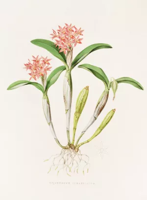 Epidendrum Aurantiacum by James Bateman Oil Painting
