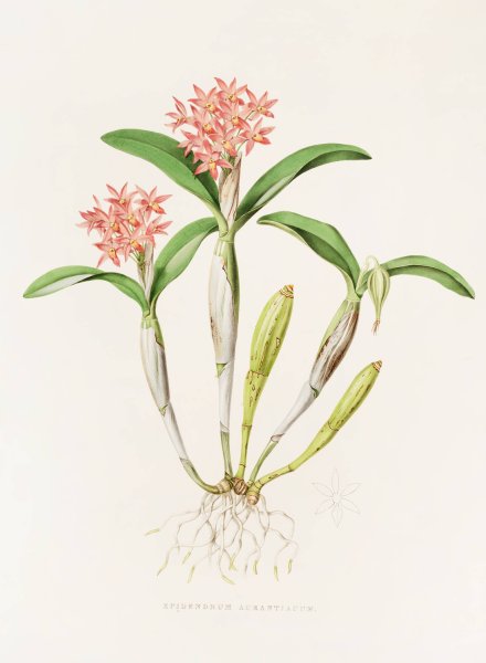 Epidendrum Aurantiacum  by James Bateman - Hand-Painted Oil Painting Reproduction
