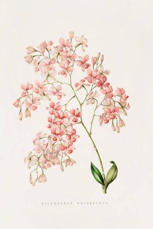 Epidendrum Erubescens by James Bateman Oil Painting