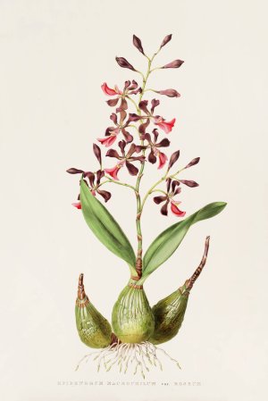 Epidendrum Macrochilum by James Bateman Oil Painting