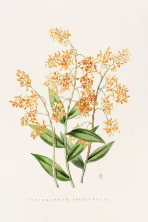 Epidendrum Polyanthum by James Bateman Oil Painting