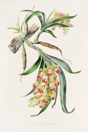Galeandra Baueri by James Bateman Oil Painting