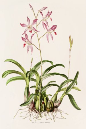 Laelia Autumnalis by James Bateman Oil Painting