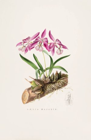 Laelia Majalis by James Bateman Oil Painting