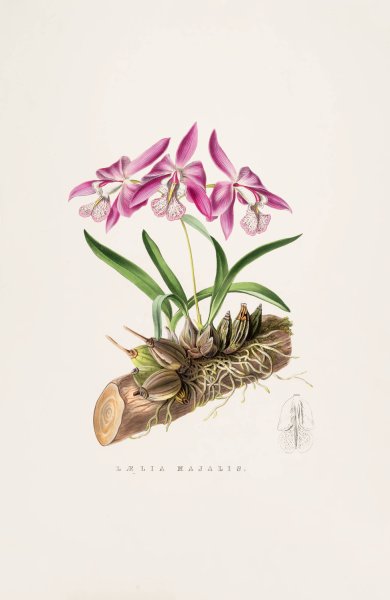 Laelia Majalis  by James Bateman - Hand-Painted Oil Painting Reproduction