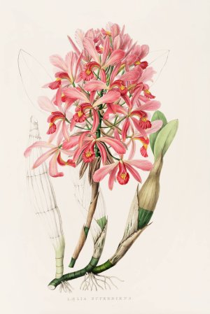 Laelia Superbiens by James Bateman Oil Painting