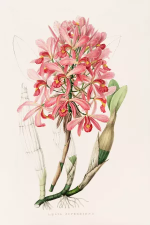 Laelia Superbiens by James Bateman Oil Painting
