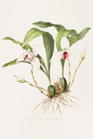 Maxillaria Skinneri by James Bateman Oil Painting