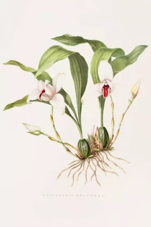 Maxillaria Skinneri by James Bateman Oil Painting