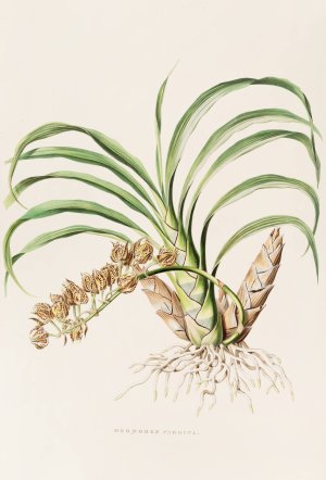 Mormodes Pardina by James Bateman Oil Painting