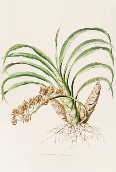 Mormodes Pardina  by James Bateman - Hand-Painted Oil Painting Reproduction