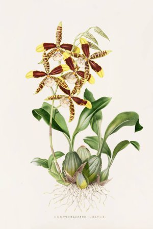 Odontoglossum Grande by James Bateman Oil Painting