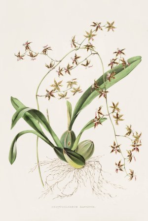 Odontoglossum Hastatum by James Bateman Oil Painting