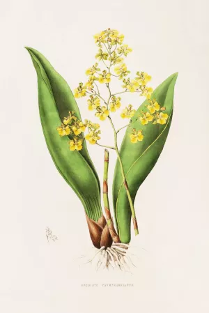 Oncidium Cavendishianum by James Bateman Oil Painting
