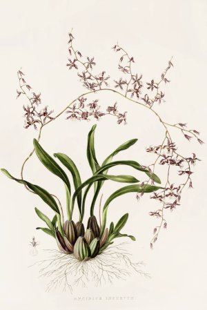 Oncidium Incurvum by James Bateman Oil Painting