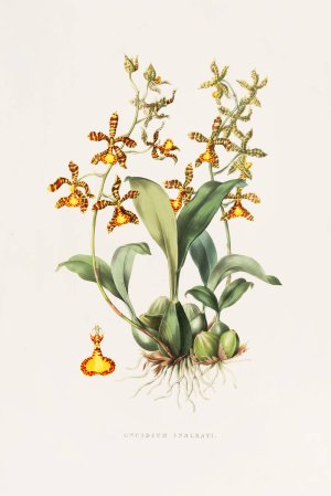 Oncidium Insleayii by James Bateman Oil Painting