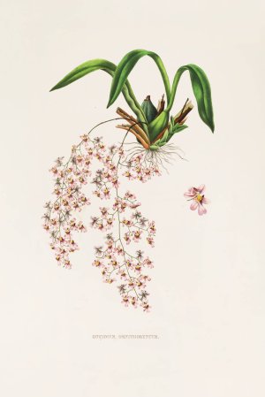 Oncidium Ornithorhynchum by James Bateman Oil Painting