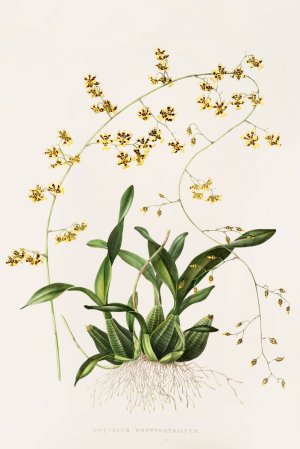 Oncidium Wentworthianum by James Bateman Oil Painting