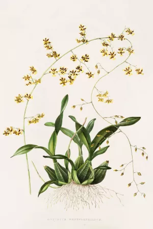Oncidium Wentworthianum by James Bateman Oil Painting