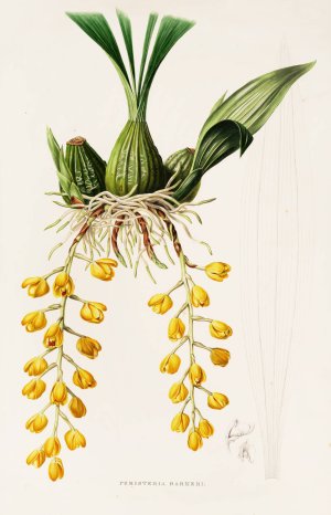 Peristeria Barkeri by James Bateman Oil Painting