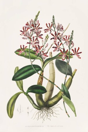 Shomburgkia Tibicinis by James Bateman Oil Painting