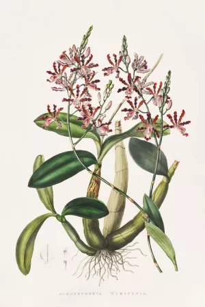 Shomburgkia Tibicinis Oil painting by James Bateman