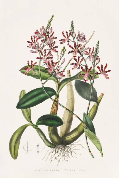 Shomburgkia Tibicinis  by James Bateman - Hand-Painted Oil Painting Reproduction