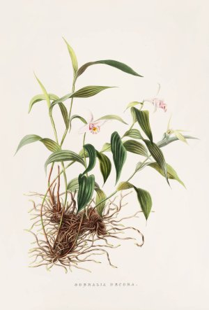 Sobralia Decora by James Bateman Oil Painting