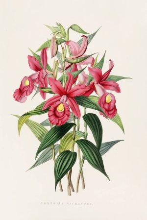 Sobralia Macrantha by James Bateman Oil Painting