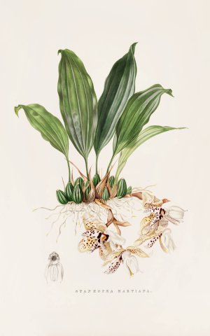 Stanhopea Martiana by James Bateman Oil Painting