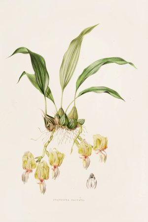 Stanhopea Saccata by James Bateman Oil Painting