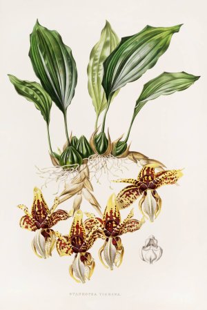 Stanhopea Tigrina by James Bateman Oil Painting