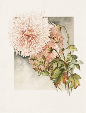 Chrysanthemums by James Callowhill Oil Painting