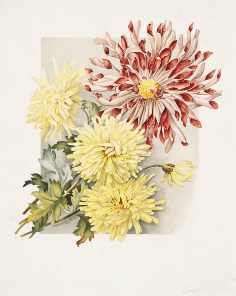 Main Product Photo of Daisies  Painting by James Callowhill