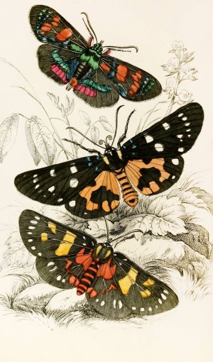 Agarista picta, Eusemia lectrix, Eusemia maculatrix by James Duncan Oil Painting