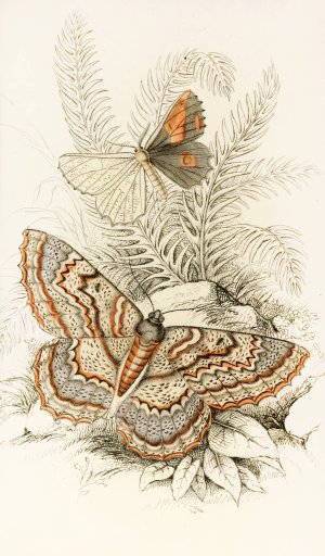 Angerona prunaria, Alcis scolopacea by James Duncan Oil Painting