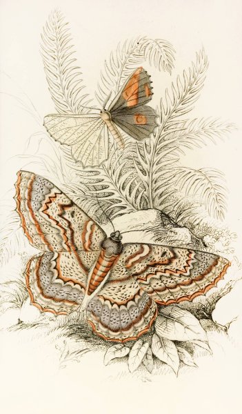 Angerona prunaria, Alcis scolopacea  by James Duncan - Hand-Painted Oil Painting Reproduction